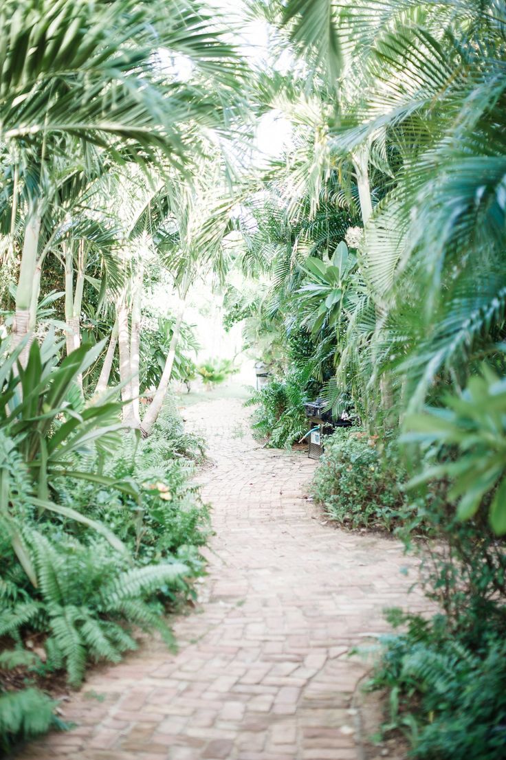 a brick path surrounded by palm trees and greenery