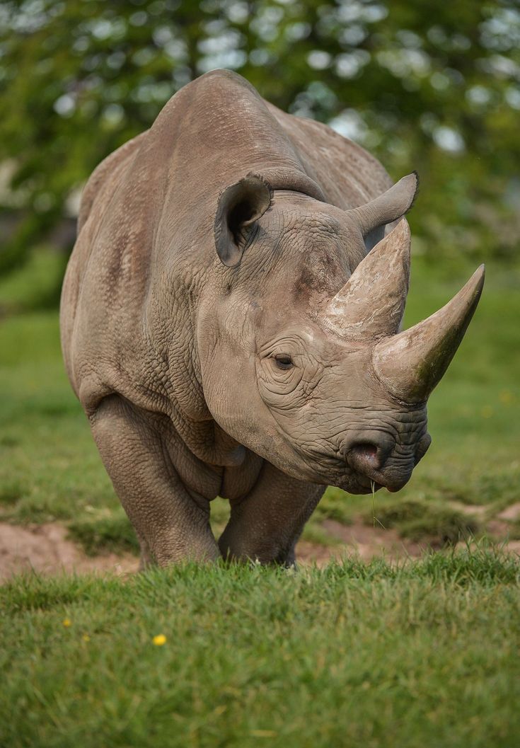 a rhino standing on top of a lush green field