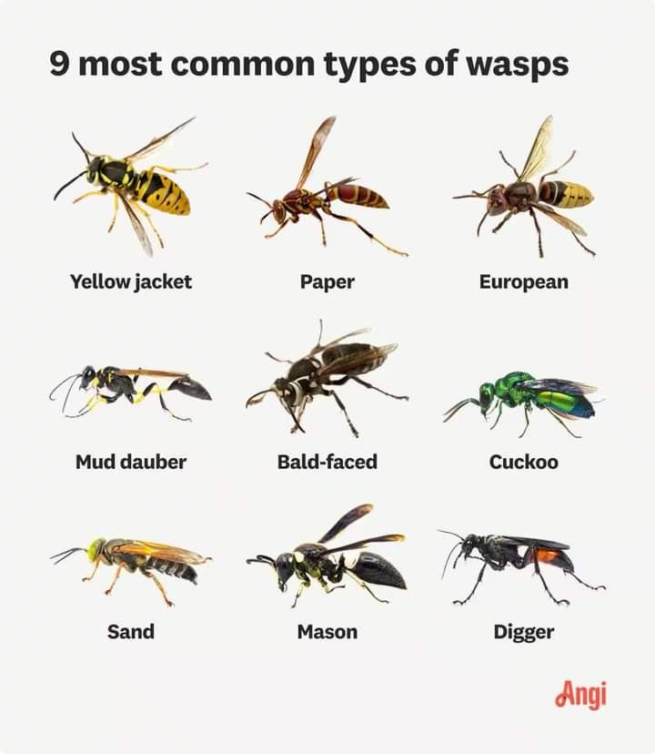 the different types of flies are shown in this poster