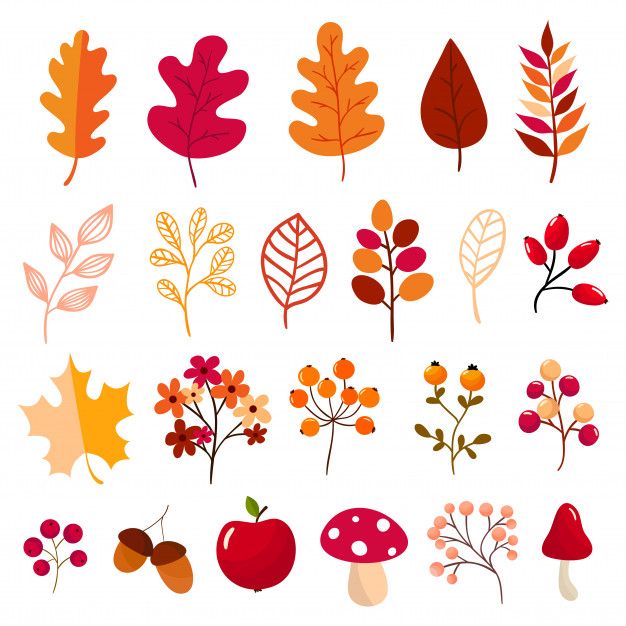 an assortment of autumn leaves and berries