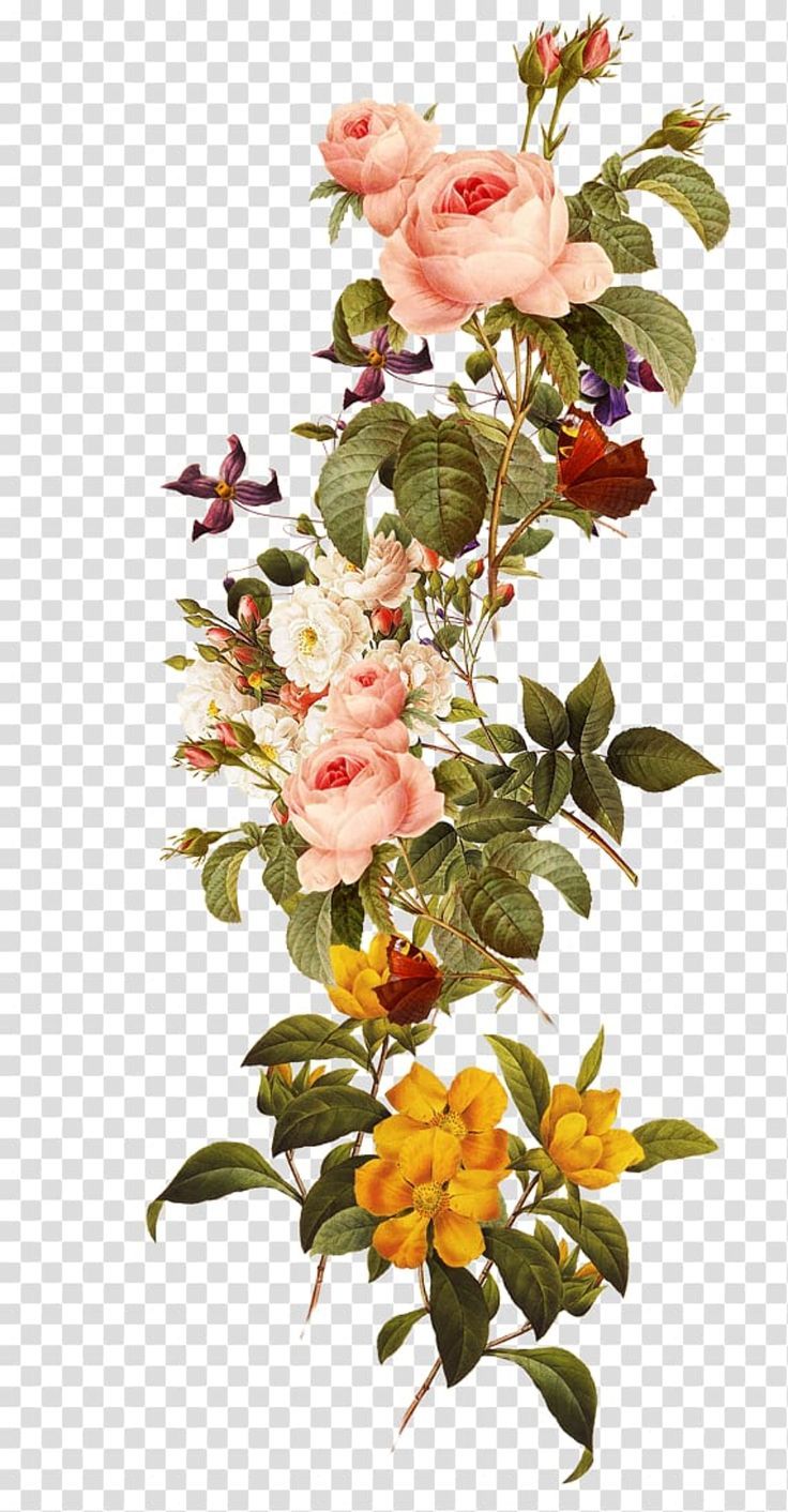 some pink roses and yellow flowers on a white background, with green leaves in the foreground