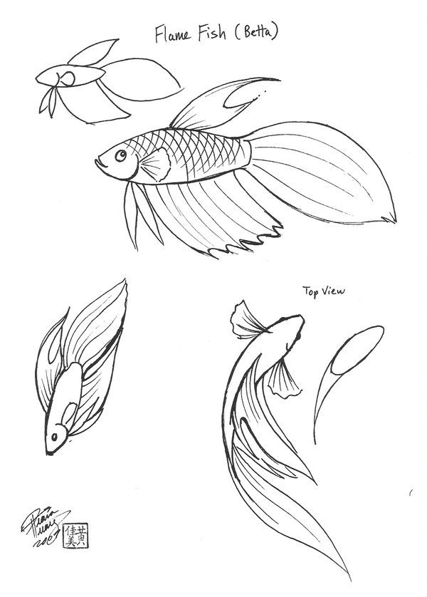 three different types of fish that can be seen in the drawing book, which is part of