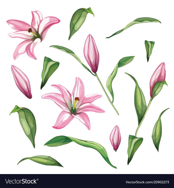 pink lily flowers with green leaves on white background, watercolor painting illustration in hand drawn style