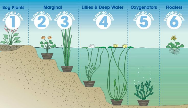 the water cycle is shown with plants and other things in it's stages, including numbers