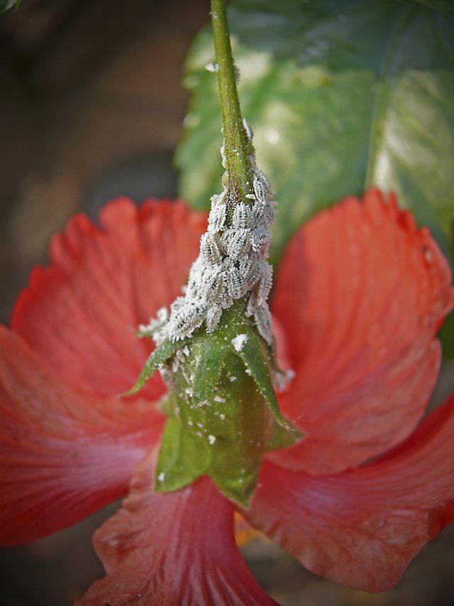 a close up of a flower with water droplets on it's stamens