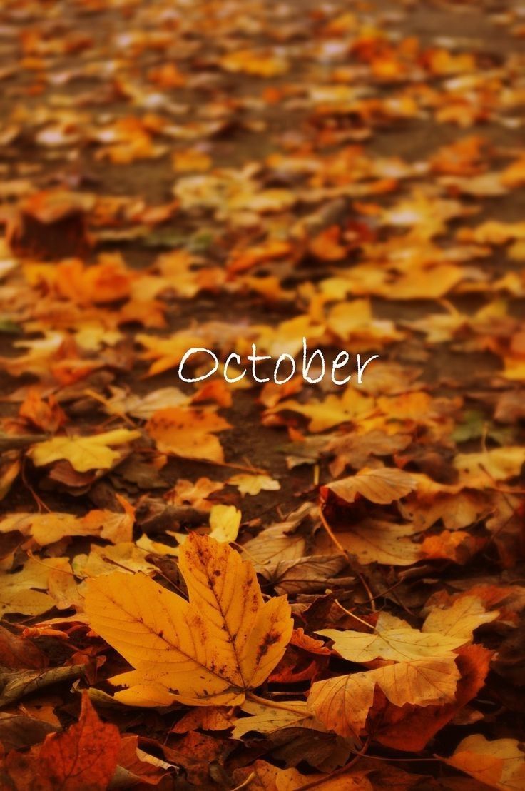 autumn leaves with the word october written in white on top and an orange leaf laying on the ground