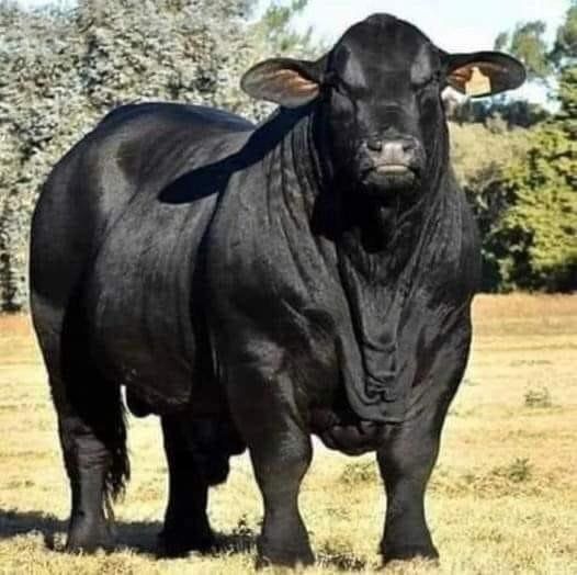 a large black cow standing on top of a dry grass covered field with trees in the background