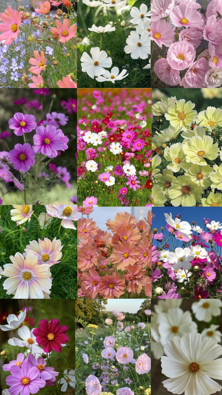 many different types of flowers are shown in this collage, including pinks and white daisies