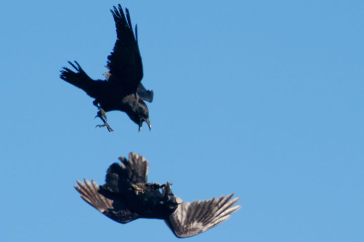 two black birds are flying in the sky