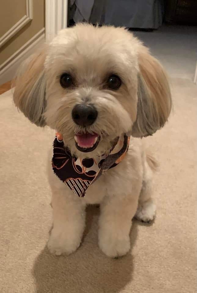 a small white dog wearing a bandana sitting on the floor in front of a door