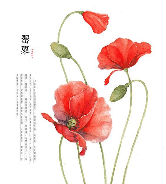 watercolor painting of three red flowers with chinese writing on the bottom and bottom corner