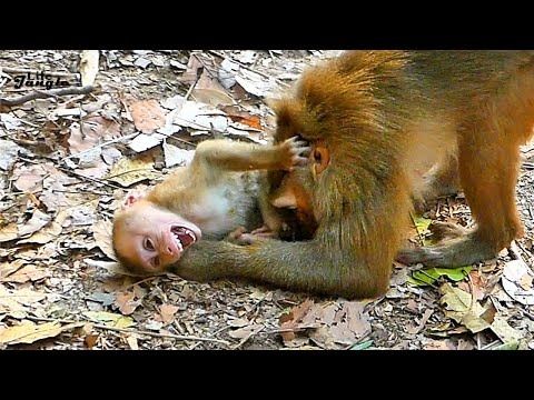 two monkeys playing with each other on the ground in front of leaves and dirt flooring