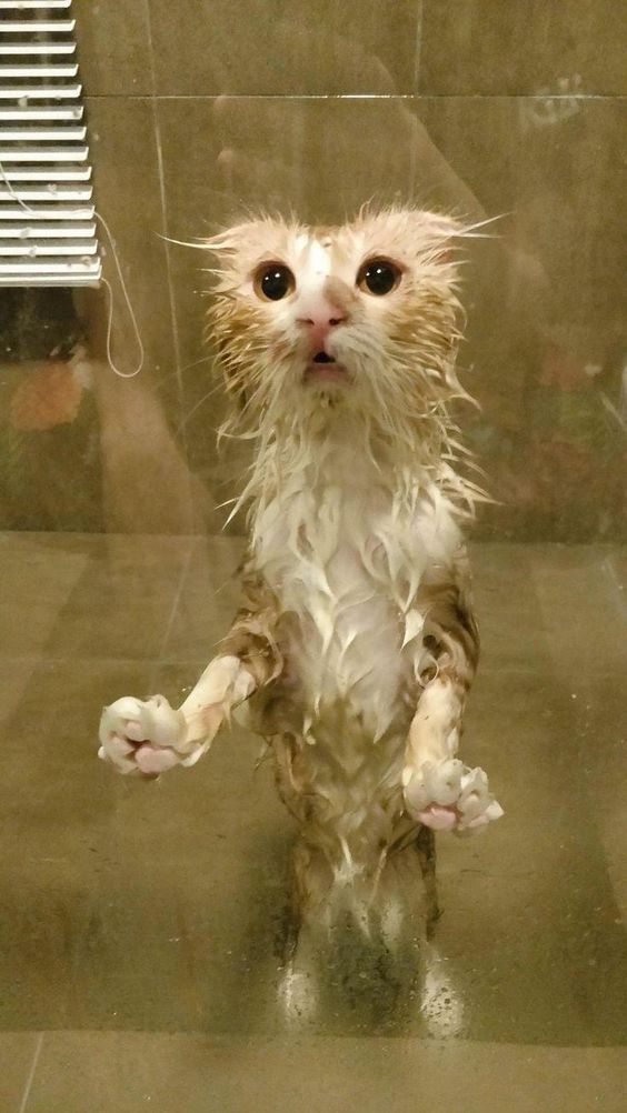 a wet cat standing on its hind legs in a glass enclosure, looking at the camera