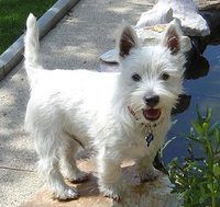 a small white dog standing on top of a rock next to a body of water