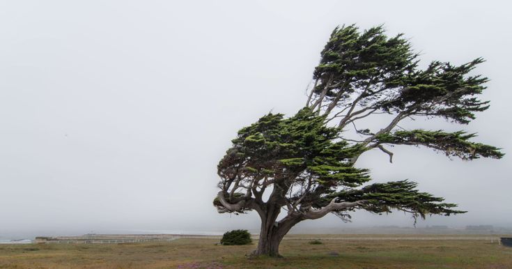 a large tree in the middle of a grassy field with foggy skies behind it