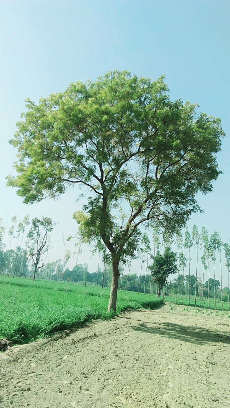 a lone tree stands in the middle of a dirt road with green grass on both sides