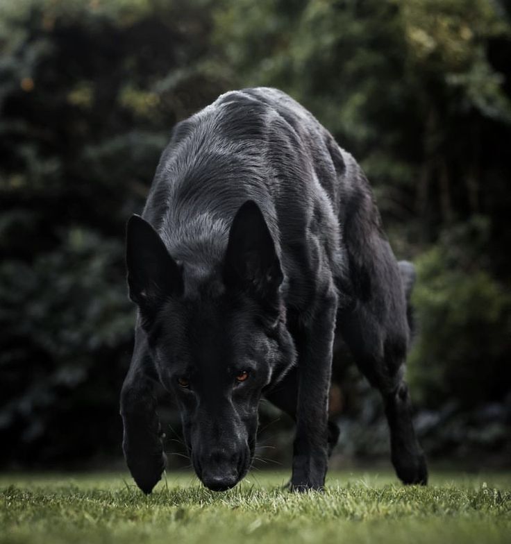 a large black dog standing on top of a lush green field