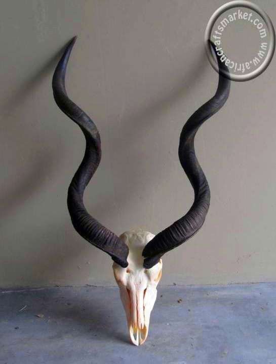 a bull's head mounted to the side of a wall with an emblem on it