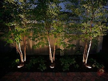 three trees are lit up in the dark