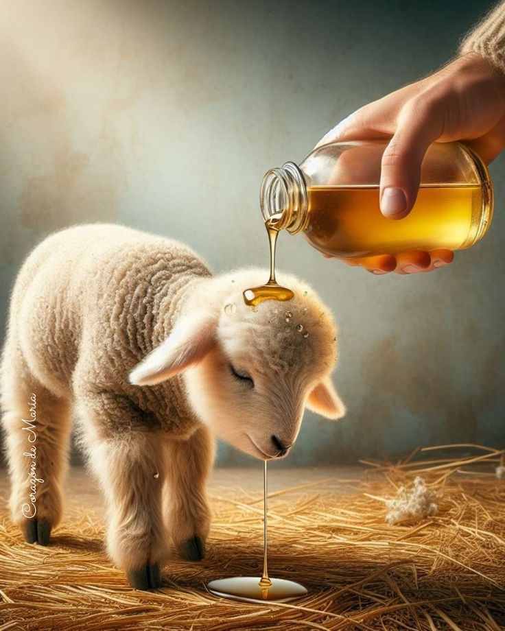 a baby lamb is being fed from a bottle