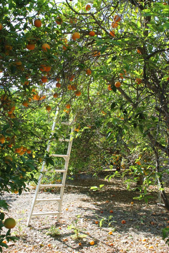 an orange tree with ladders in the middle of it and lots of fruit on the trees