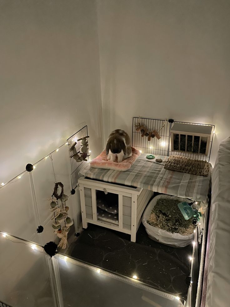 a cat sitting on top of a bed next to a cage filled with cats and kittens