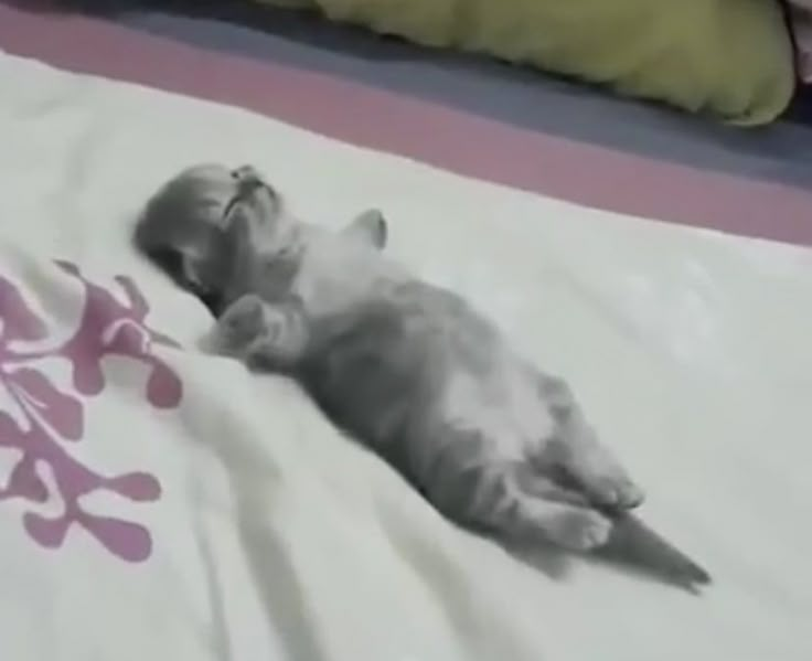 a small kitten laying on top of a bed next to a pink and white blanket