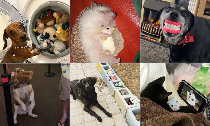 there are many pictures of dogs and cats in the same room, including one with stuffed animals