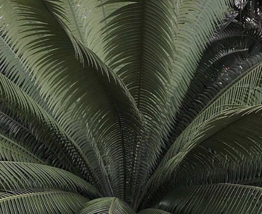 the top view of a green palm tree