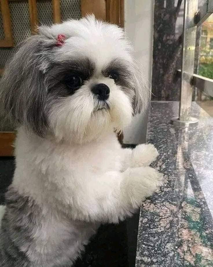 a small white and gray dog sitting on top of a counter next to a mirror