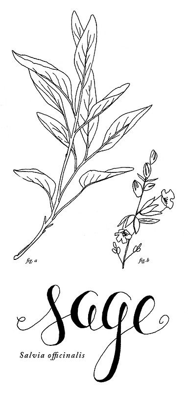 the word sage written in cursive writing with an image of a plant and leaves