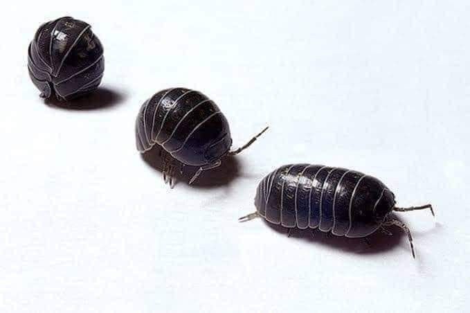 two black bugs sitting next to each other on a white surface