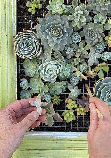 two hands are holding small succulents in front of a green window sill