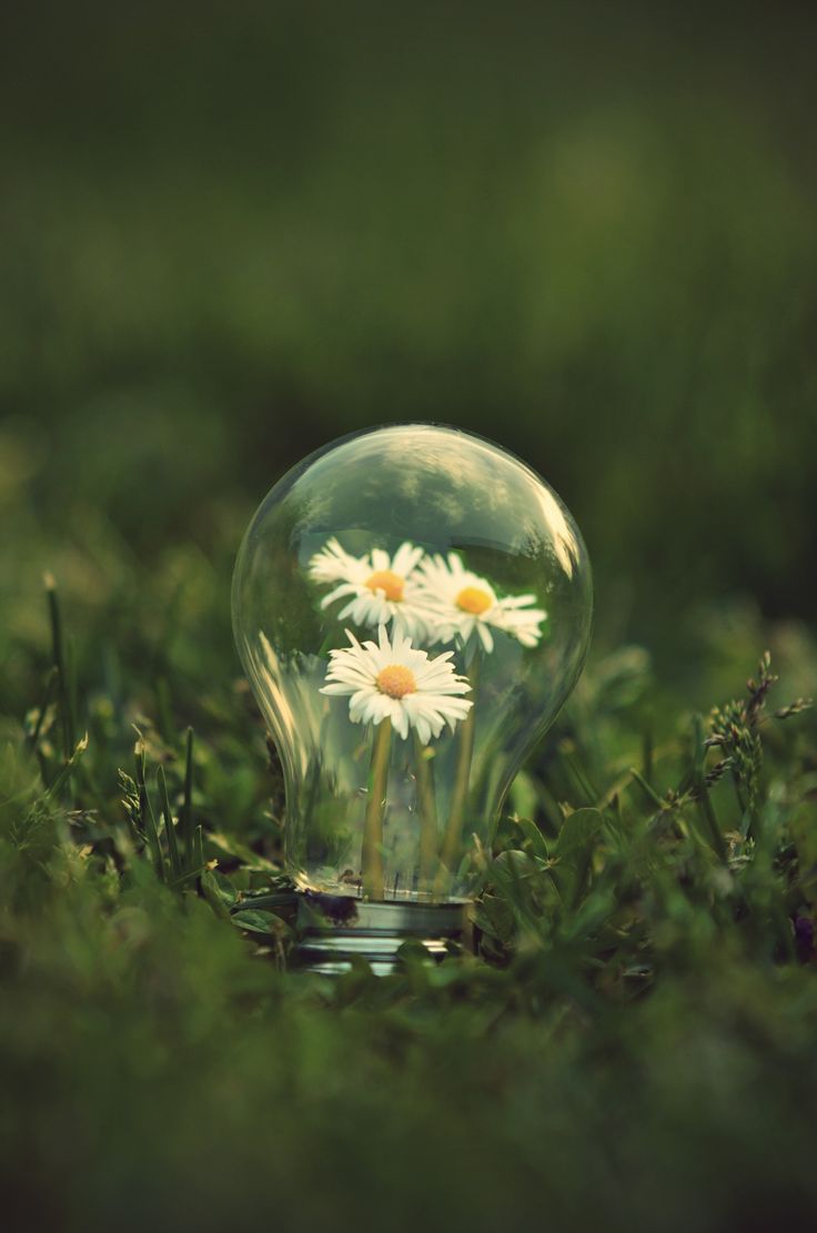 a light bulb with daisies in it sitting on the grass