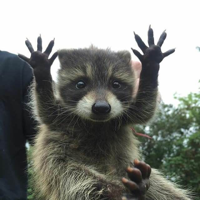 a raccoon standing on its hind legs with it's hands in the air