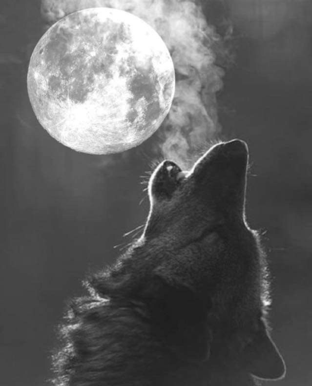 Wolf And Moon Tattoo, Full Moon Photography, Wolves And Women, Wolf Images, Wolf Artwork, Wolf Spirit Animal, Wolf Wallpaper, She Wolf, Wolf Love