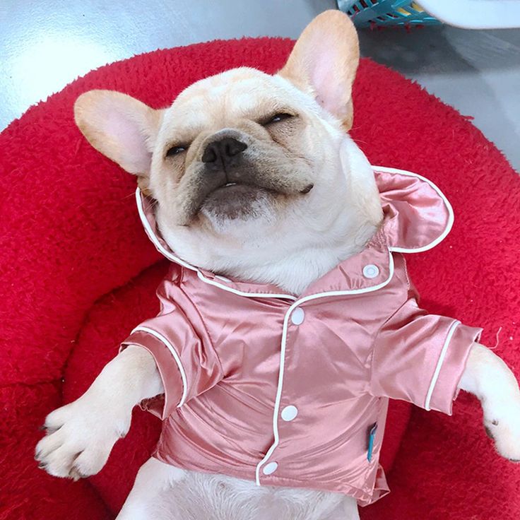 a small dog in a pink outfit sitting on a red chair with its tongue out