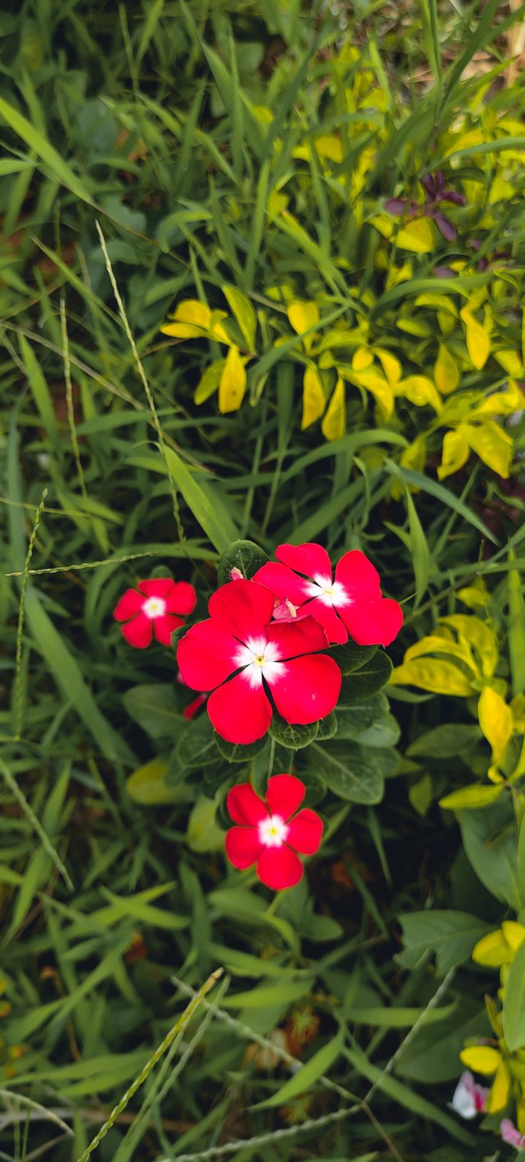 some red and white flowers in the grass