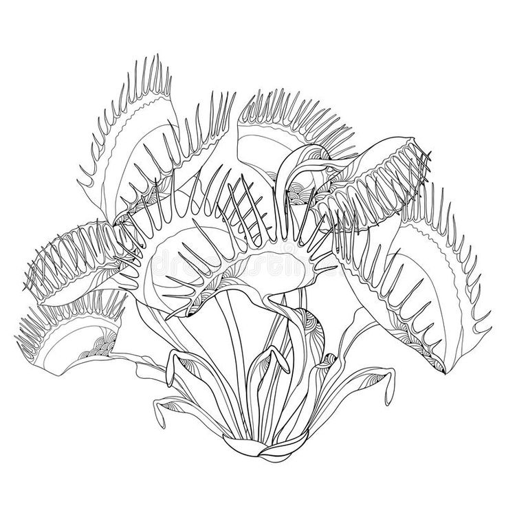 black and white drawing of flowers on a white background with space for text or image