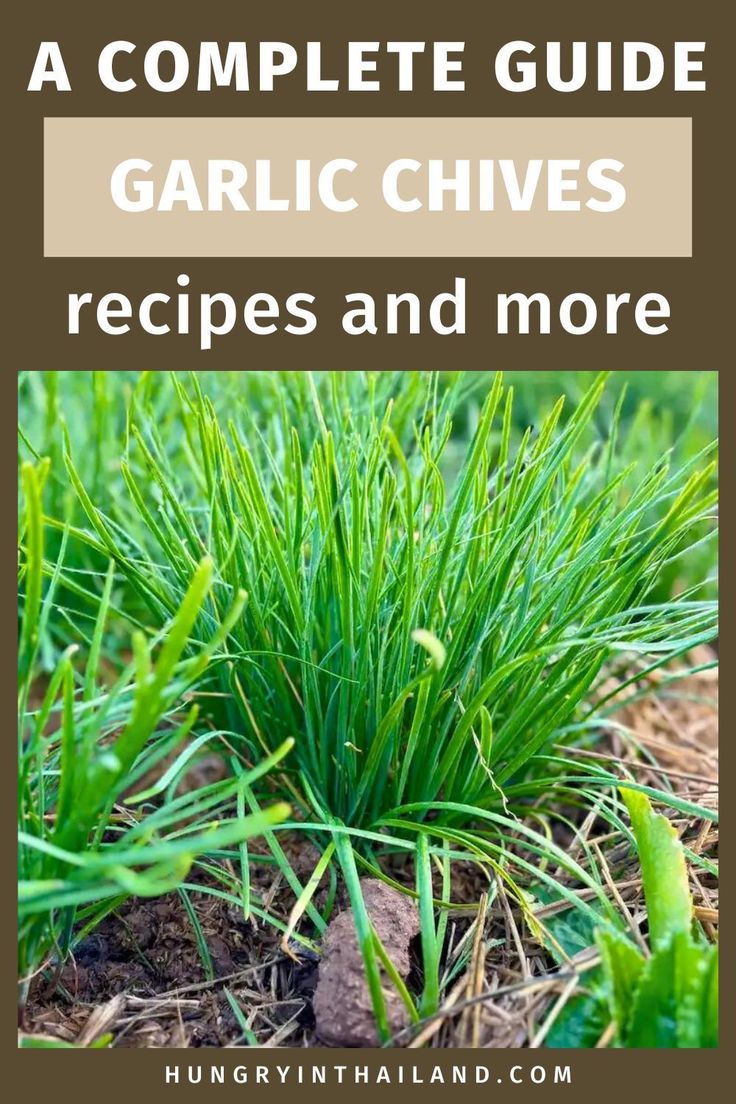 the complete guide to garlic chives and how to use them in your vegetable garden