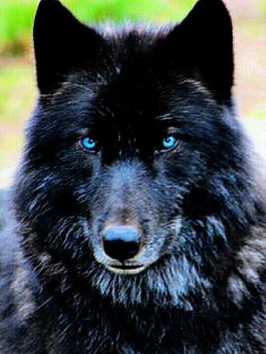 a black and white wolf with blue eyes