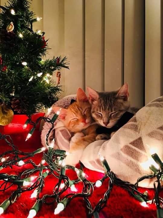 two cats cuddle together under the christmas tree