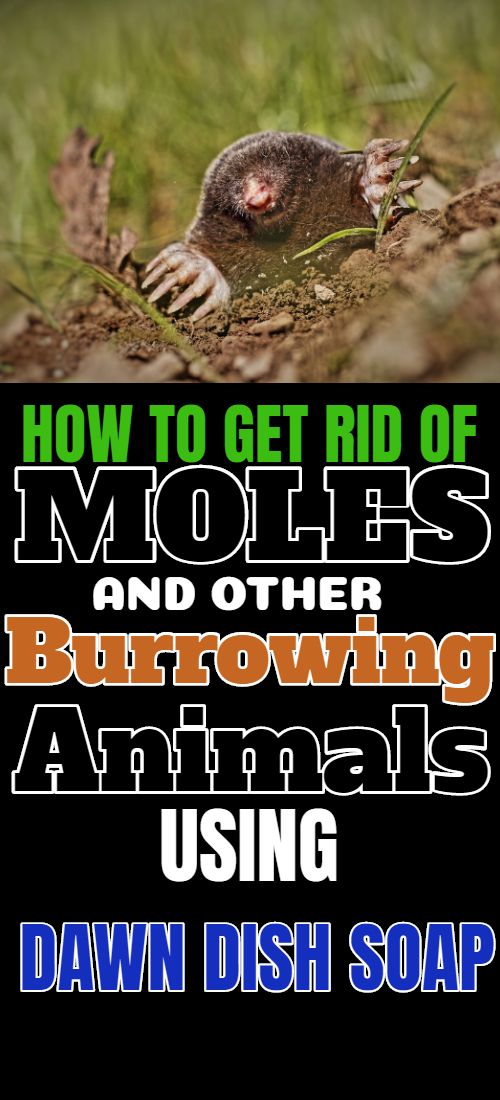 an animal with the words how to get rid of moths and other burrowing animals using dawn dish soap