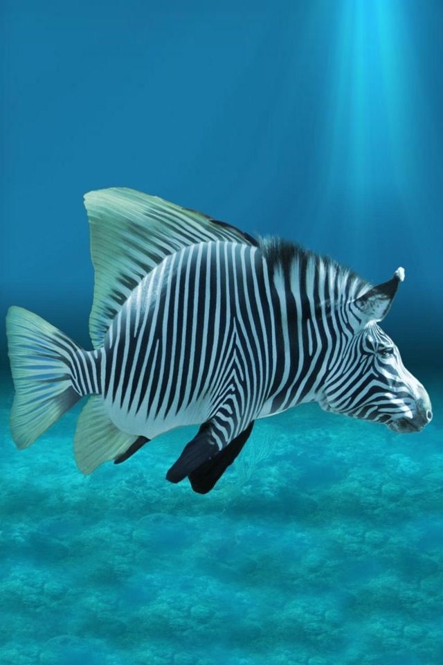 a zebra swimming in the ocean with blue water and sunlight shining on it's side