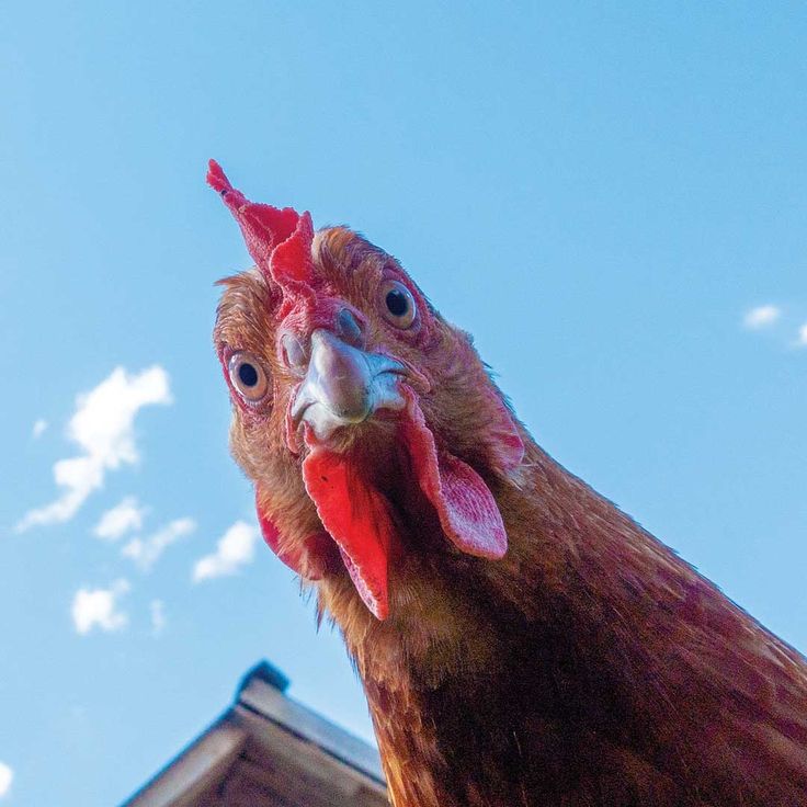 a close up of a chicken with a building in the background