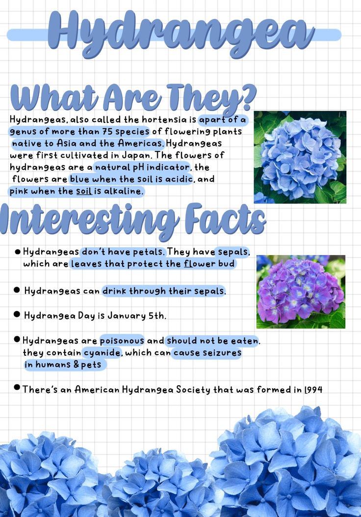 blue hydrangea flowers with information about them