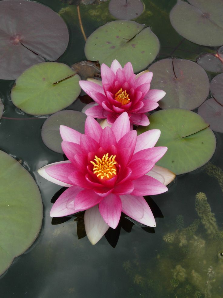 two pink water lilies floating on top of lily pads