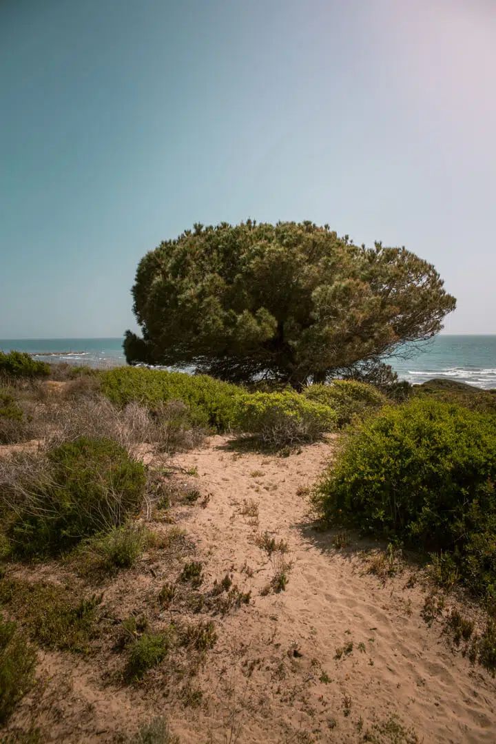 an image of a tree on the beach