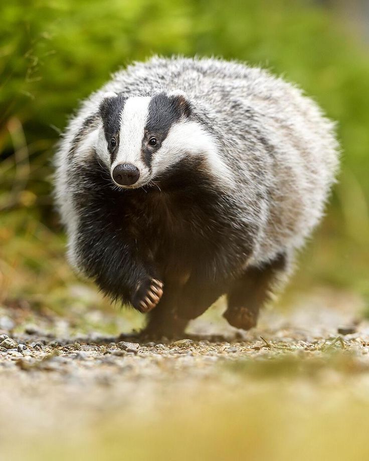 a badger walking across a dirt road next to bushes