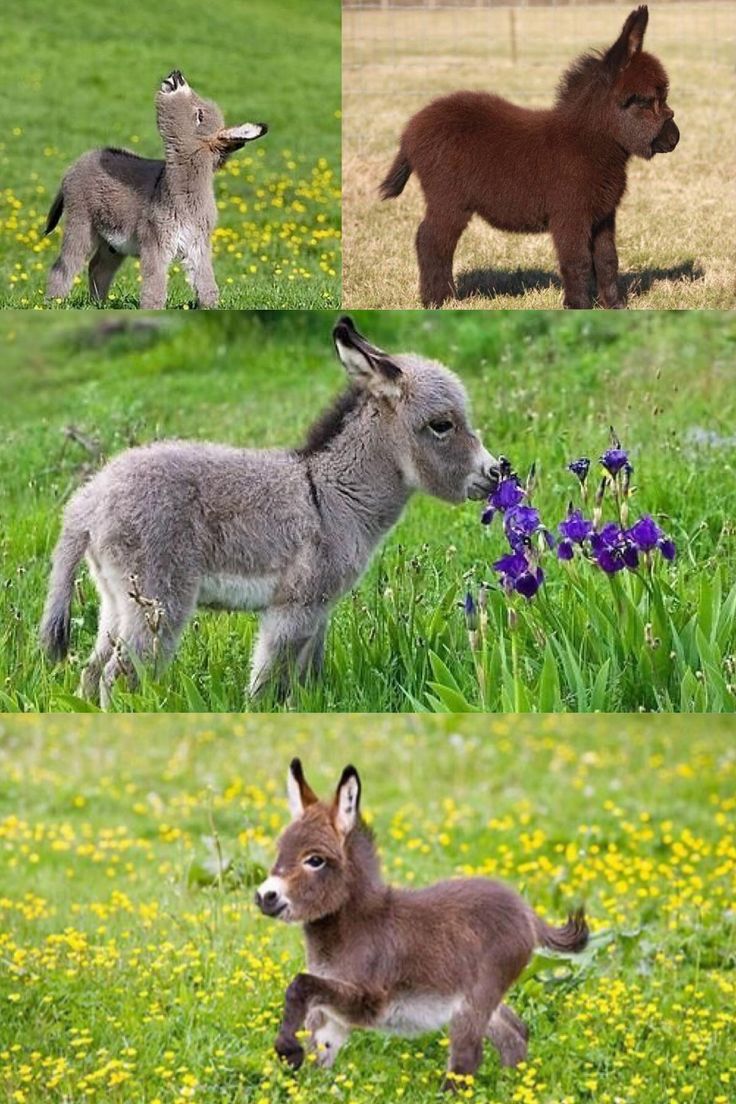 several pictures of small donkeys in the grass and flowers on each side of them